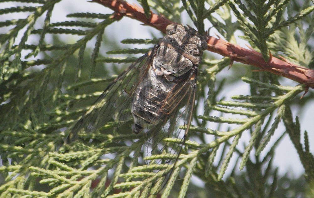 Cicada orni